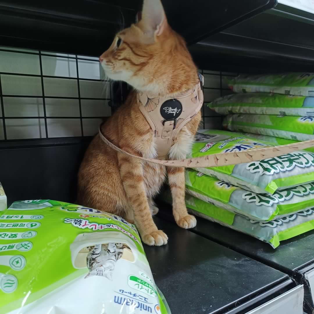 Petmaster by Catsmart Mid-Year Mega Sale photo